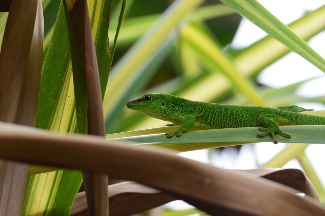 Macrophotographie gecko, île de la réunion