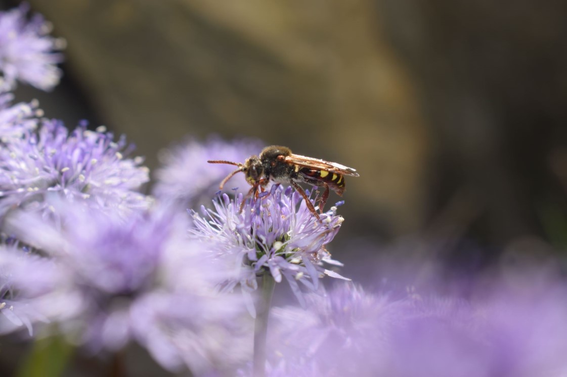 Macrophotographie insecte fleur