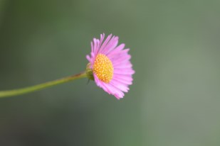 Macrophotographie fleur pétale rose