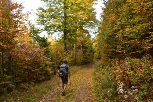 Forêt, automne, vosges, hexatrek