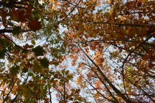 Forêt, automne, vosges, hexatrek