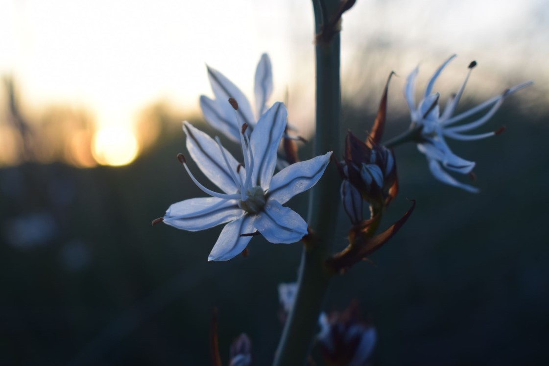 Macrophotographie fleur bleue, coucher de soleil, lac du Salagou