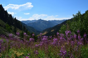 Parc national Andorre, fleur, paysage, hexatrek