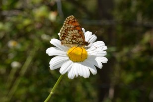 Macrophotographie papillon marguerite