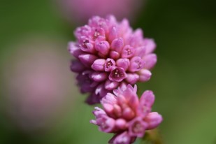 Macrophotographie fleur rose