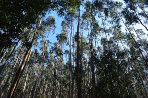 Forêt Eucalyptus, Portugal