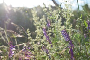 Fleur violette