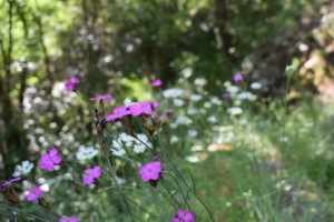 Fleur violette