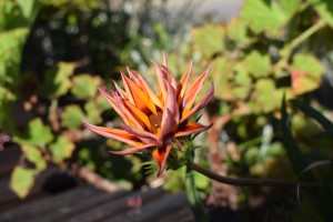 Fleur, La Réunion