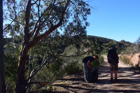 Eucalyptus Via Algarviana