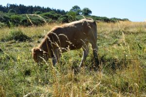 Vache sur le chemin de stevenson, GR70, le Puy